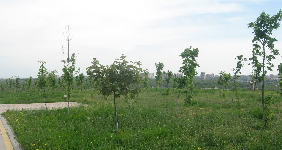 Молодые деревья в парке 70-летия Победы в ЖК Суворовском
