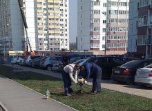 Весеннее древонасаждение в ЖК Суворовский 2020