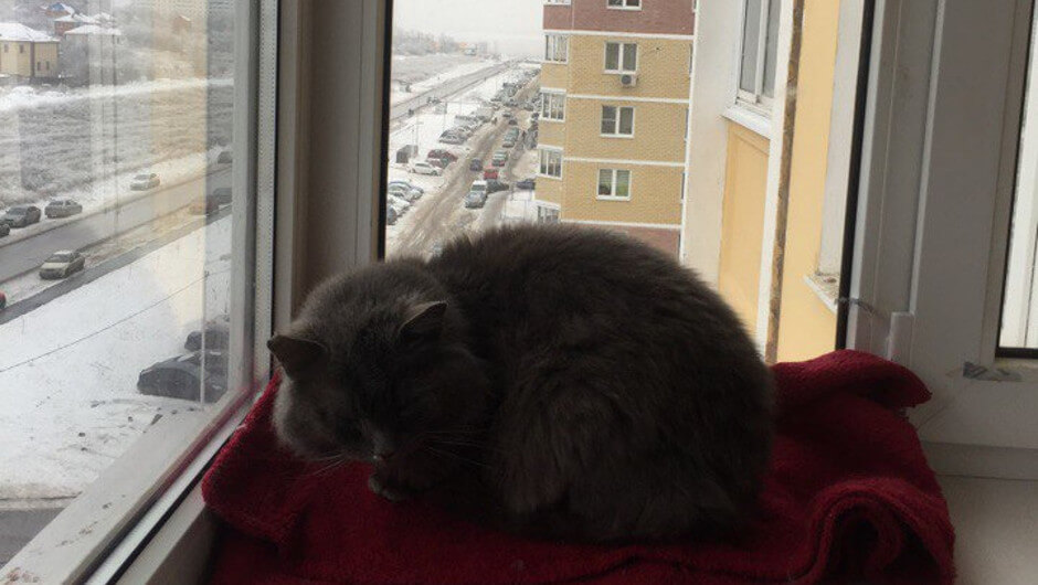 Кот спасенный с холодных улиц ЖК Суворовский в Ростове-на-Дону